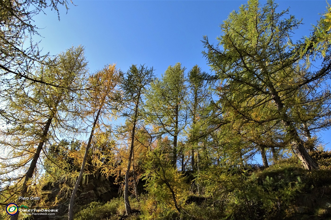 28 Larici colorati d'autunno.JPG